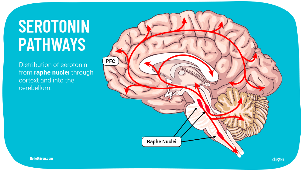 Serotonin And Its Unusual Role In The Brain Driven Serotonin And Its Unusual Role In The Brain Driven